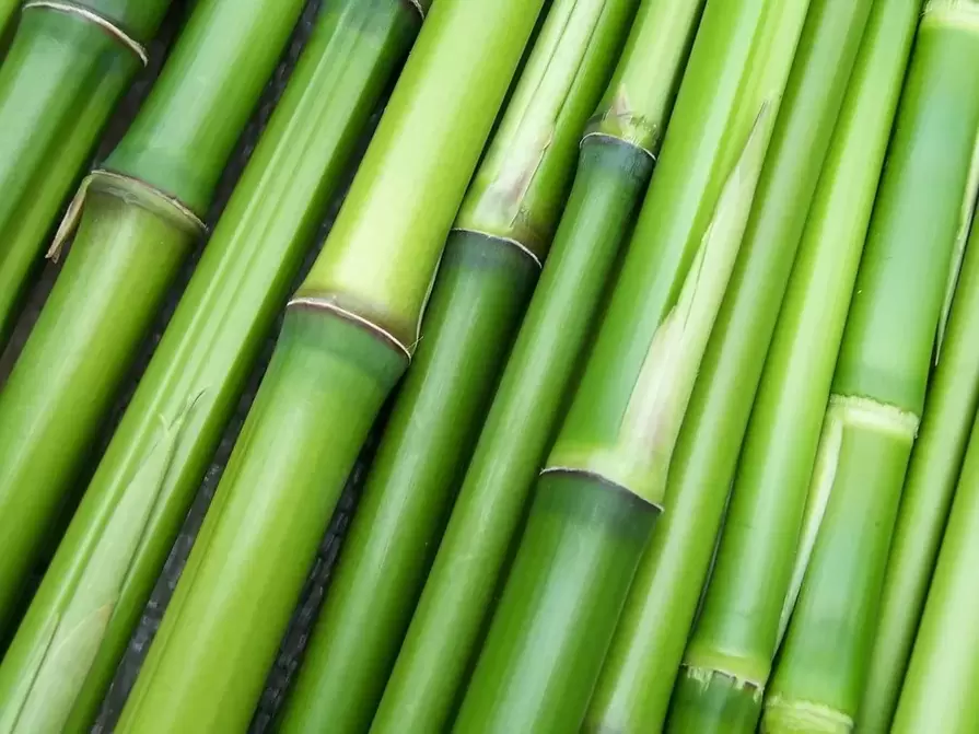 amuleto de boa sorte - bambu