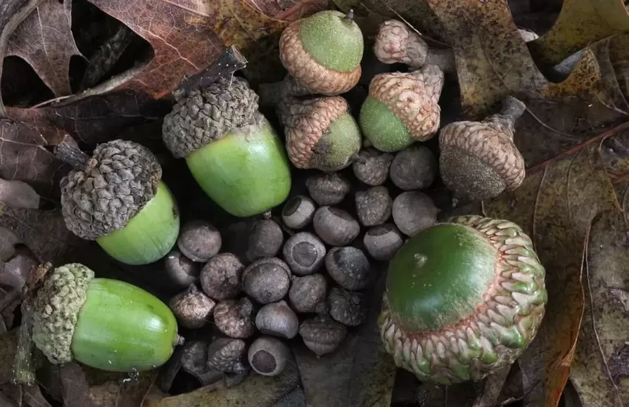 amuleto de boa sorte - bolota